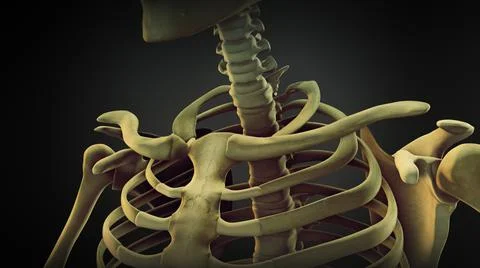 Shoulder bone anatomy of human skeleton Illustration