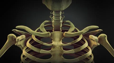 Shoulder bone anatomy of human skeleton Illustrazione stock