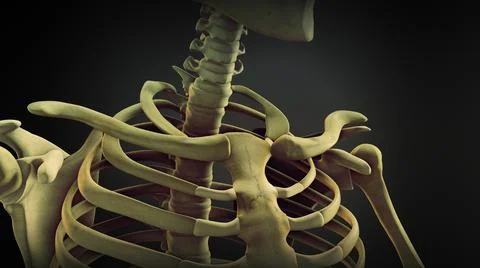 Shoulder bone anatomy of human skeleton Illustrazione stock