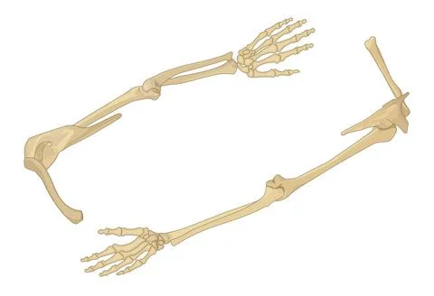 Shoulder bone flat isometric vector Shoulder bone flat isometric vector il... Stock Photos