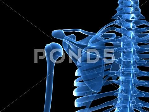Shoulder bones, artwork Stock Illustration