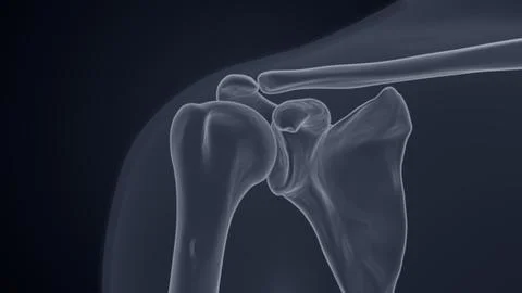 Shoulder bones X-ray of 3D illustration Stock Illustration
