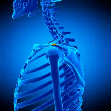Shoulder bursa, illustration Stock Illustration