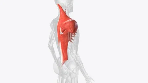 The shoulder has about eight muscles that attach to the scapula, humerus, and Stock Illustration
