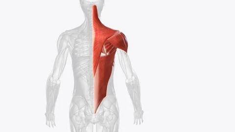 The shoulder has about eight muscles that attach to the scapula, humerus, and Stock Illustration