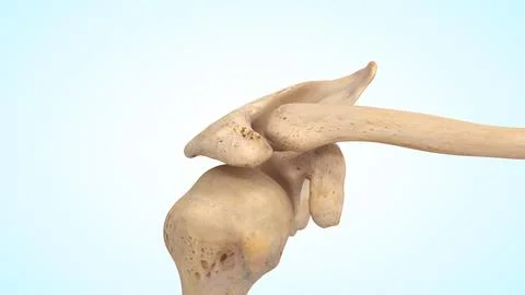 Shoulder joint bones of 3d illustration Illustrazione stock
