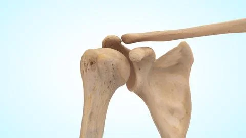 Shoulder joint bones of 3d illustration Illustrazione stock