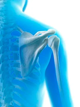 Shoulder joint, Illustration Stock Illustration