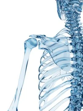 Shoulder joint, Illustration Stock Illustration