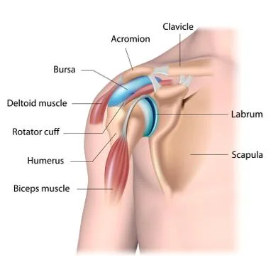 Shoulder joint structure labeled. Stock Illustration
