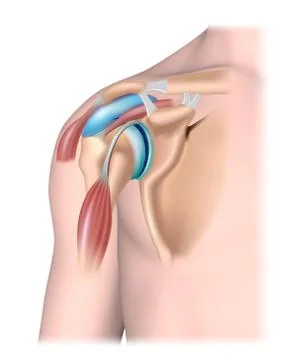 Shoulder joint structure unlabeled. Stock Illustration