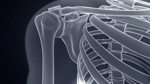 Shoulder joint Xray Microscopy 3d illustration 库存插图
