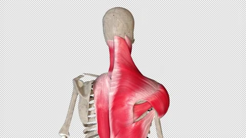 Shoulder Movements Video stock 162947862