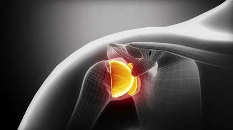 Shoulder moving ligaments and joint anatomy in x-ray Vidéo 25207452