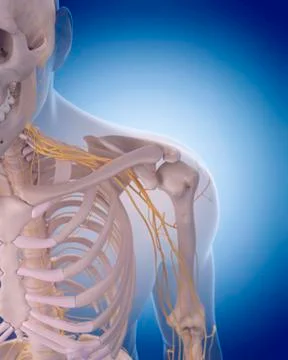 Shoulder nerves Stock Illustration