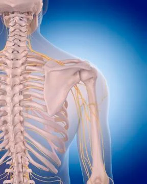 Shoulder nerves Stock Illustration