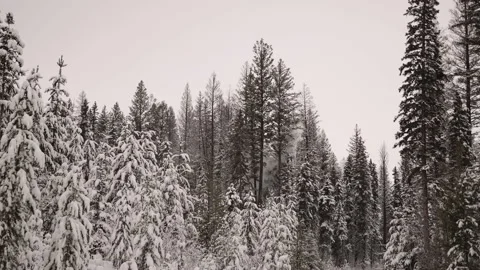 Shoulder rig shot of treeline as trees fall due to industrial logging Stock Footage 217316209
