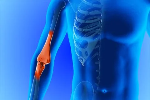 Shoulder scapula clavicle Stock Illustration
