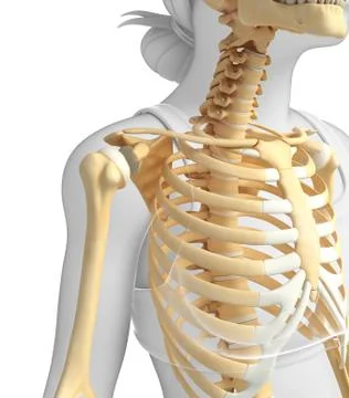Shoulder skeleton artwork Stock Illustration