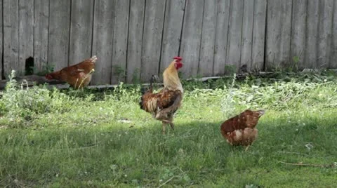 Shout of a cock Stock Footage 11252974