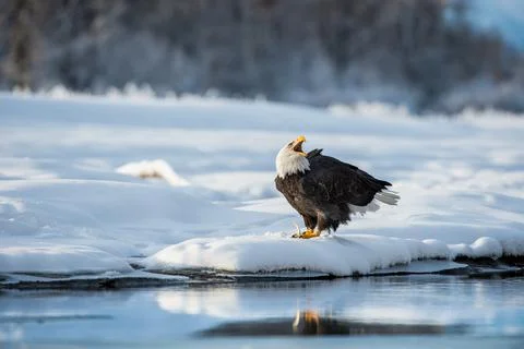 Shouting Bald Eagle on snow. The shouting Ba;d Eagle sits on snow to river Ch Stock Photos