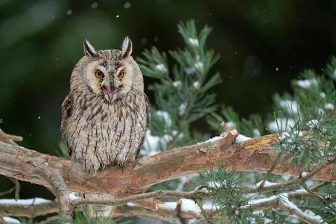 Shouting long-eared owl sitting on a tree branch. Winter forest with coniferous Stock Photos
