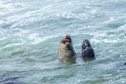 Shouting sealion in the ocean Stock Photos