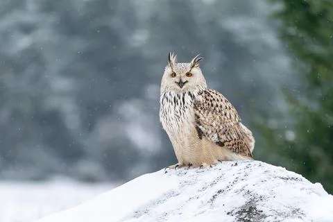 Shouting siberian Eagle Owl flying from right to the left. Closeup photo of the Stock Photos