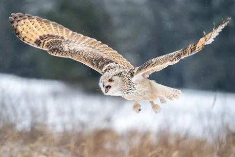 Shouting Siberian Eagle Owl while flying in the winter nature. Bubo bubo 스톡 사진
