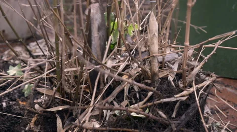 A shovel breaks apart a root bound dead plant - close up Stock Footage 61627564
