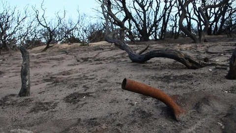 A Shovel in a Burnt Forest Stock Footage 94254638