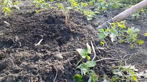 Shovel dig earth Stock Footage 89255189