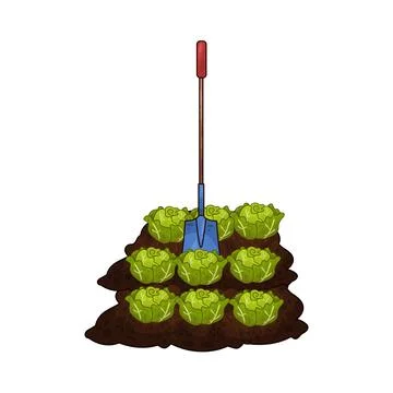 Shovel digging cabbage illustration Stock Illustration