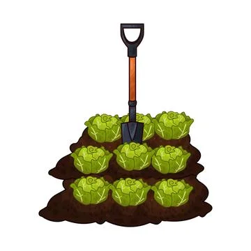 Shovel digging cabbage illustration Stock Illustration