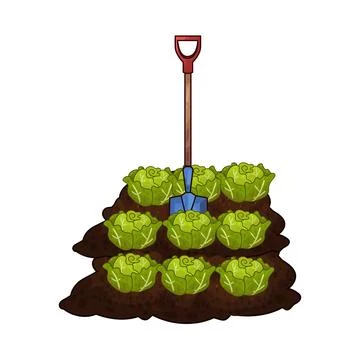 Shovel digging cabbage illustration Stock Illustration