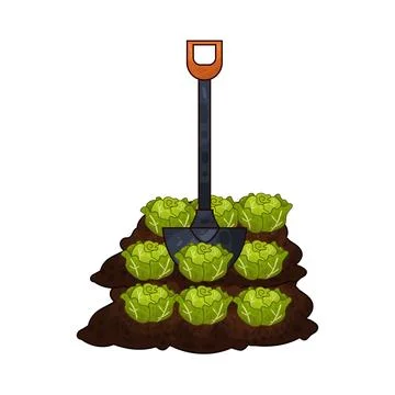 Shovel digging cabbage illustration Stock Illustration