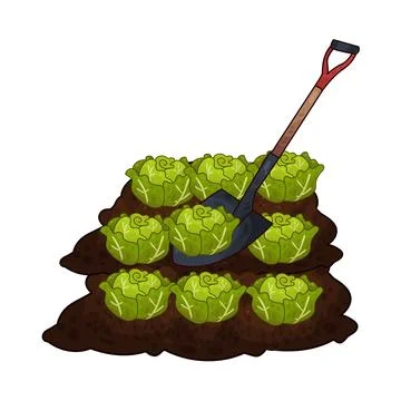 Shovel digging cabbage illustration Stock Illustration