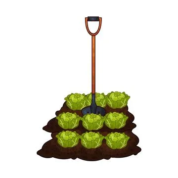 Shovel digging cabbage illustration Stock Illustration