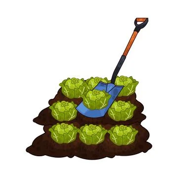 Shovel digging cabbage illustration Stock Illustration