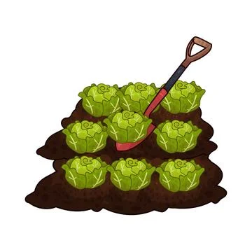 Shovel digging cabbage illustration Stock Illustration