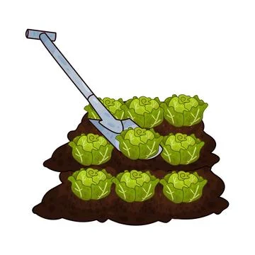 Shovel digging cabbage illustration Stock Illustration
