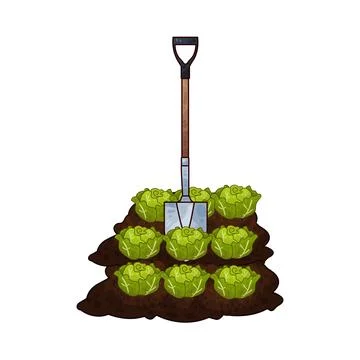 Shovel digging cabbage illustration Stock Illustration