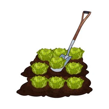 Shovel digging cabbage illustration Stock Illustration