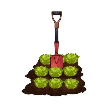 Shovel digging cabbage illustration Stock Illustration