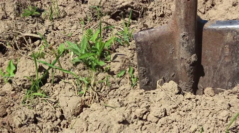 Shovel in the ground Stock Footage 65965866