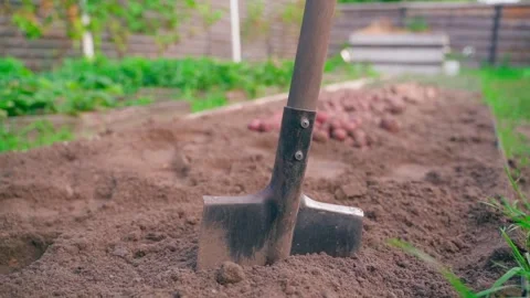 A shovel inserted into the soil of a vegetable garden bed against the background Stock-Footage 317174039