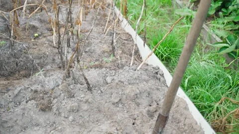A shovel is prepared on a bed for digging potatoes Stock Footage 318865172