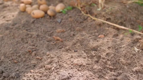A shovel is pulled from the soil of a vegetable garden bed in slow motion, the Stock Footage 261190644