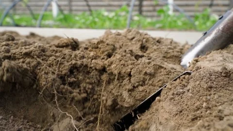 A shovel is used to dig the soil in a vegetable garden, close-up in slow motion Stock Footage 313053106