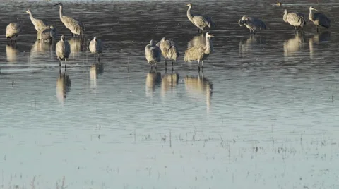 Shoveler Swims In Front of Group of Sandhill Cranes in Pond Stock Footage 59553303